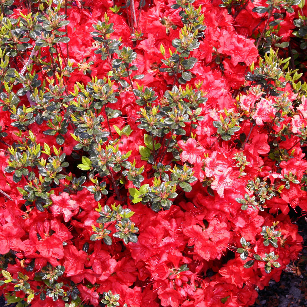 Azalea japonica ‘Stewartstonian’