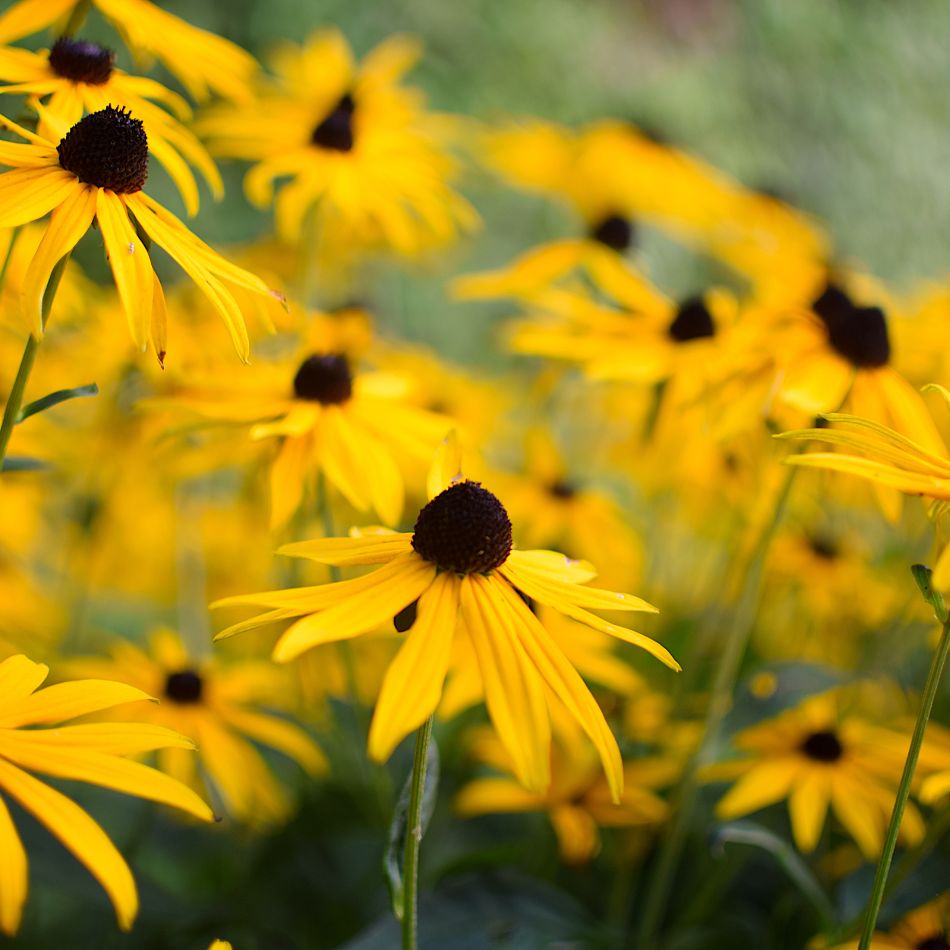 Rudbeckia fulgida ‘Goldsturm’