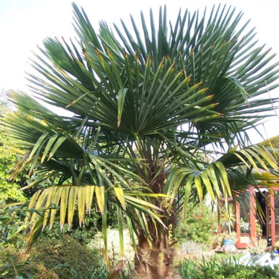 Trachycarpus fortunei
