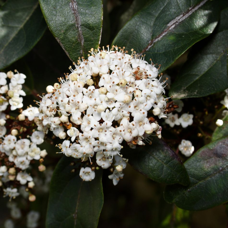 Viburnum tinus