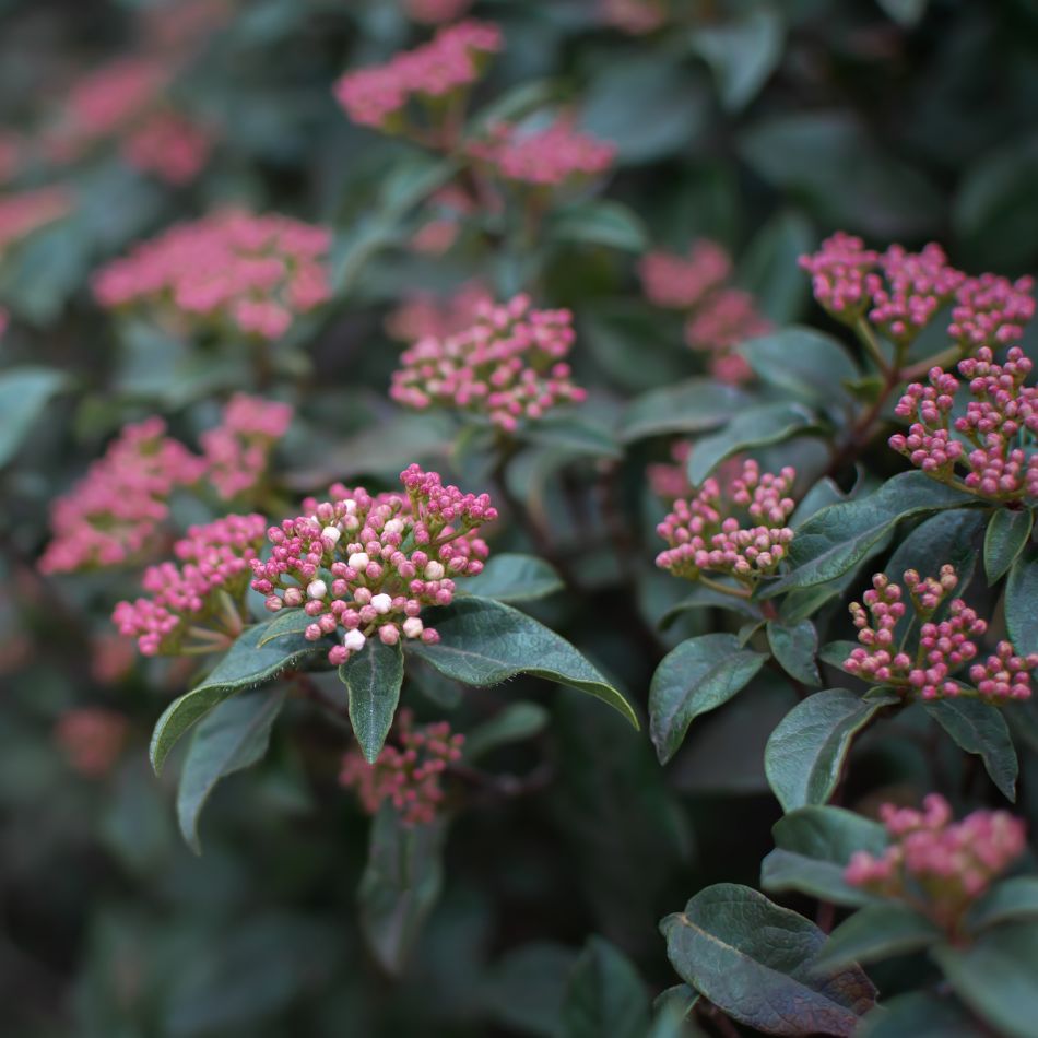 Viburnum tinus