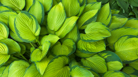 How to Grow Hostas in Ireland: The Complete Guide