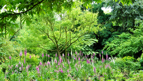 Best Plants for a Woodland Garden
