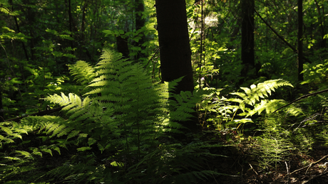 Best Plants for Dry Shade in Irish Gardens