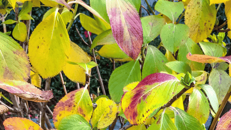Common Hydrangea Problems: Yellow Leaves, Wilting, Spots, Pests and Disease