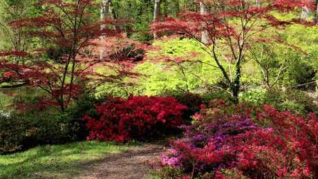 Gardening Under Trees: How to Plant Around Roots and Dry Soil