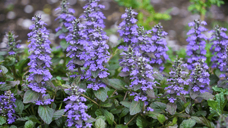 Ground Cover for Shade: Plants and Lawn Alternatives