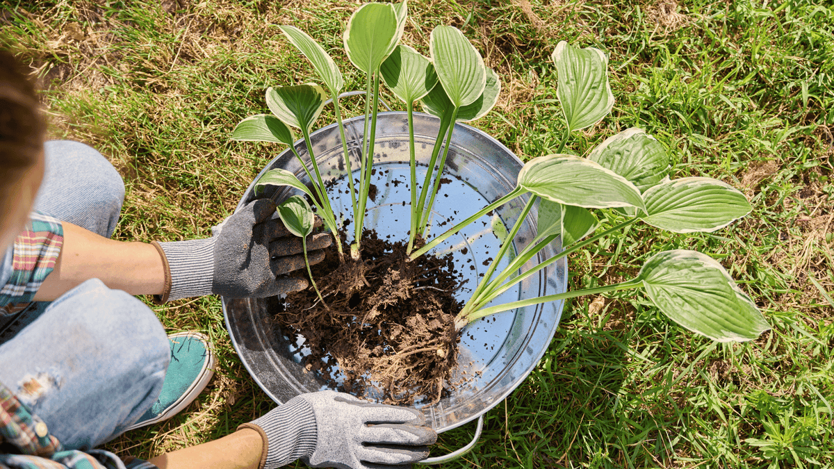 How and When to Divide Hostas