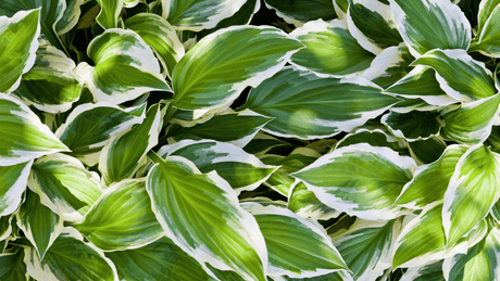 How to Choose Plants for Shade: Full, Part and Dappled Shade