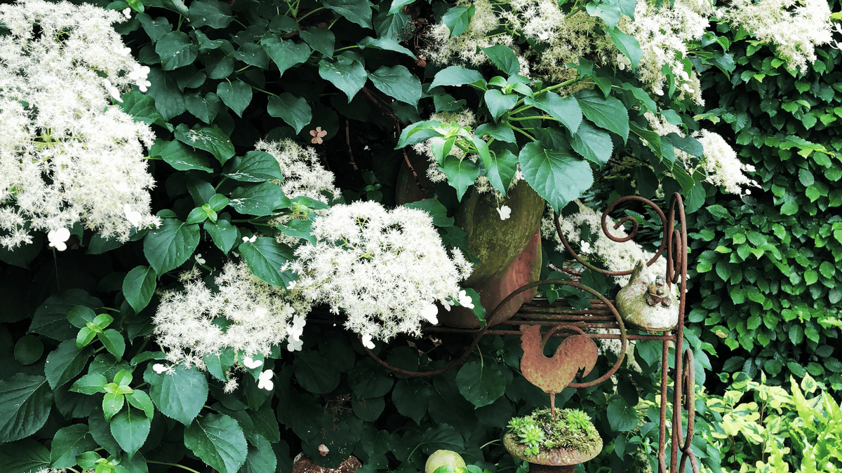 How to Grow Climbing Hydrangeas on Walls, Fences and Trees