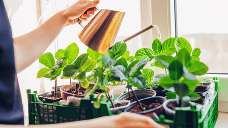 How to Propagate Hydrangeas from Cuttings and Layering