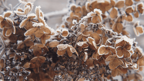 How to Protect Hydrangeas from Frost and Winter Weather