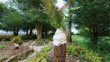 How to Protect Tree Ferns in Winter