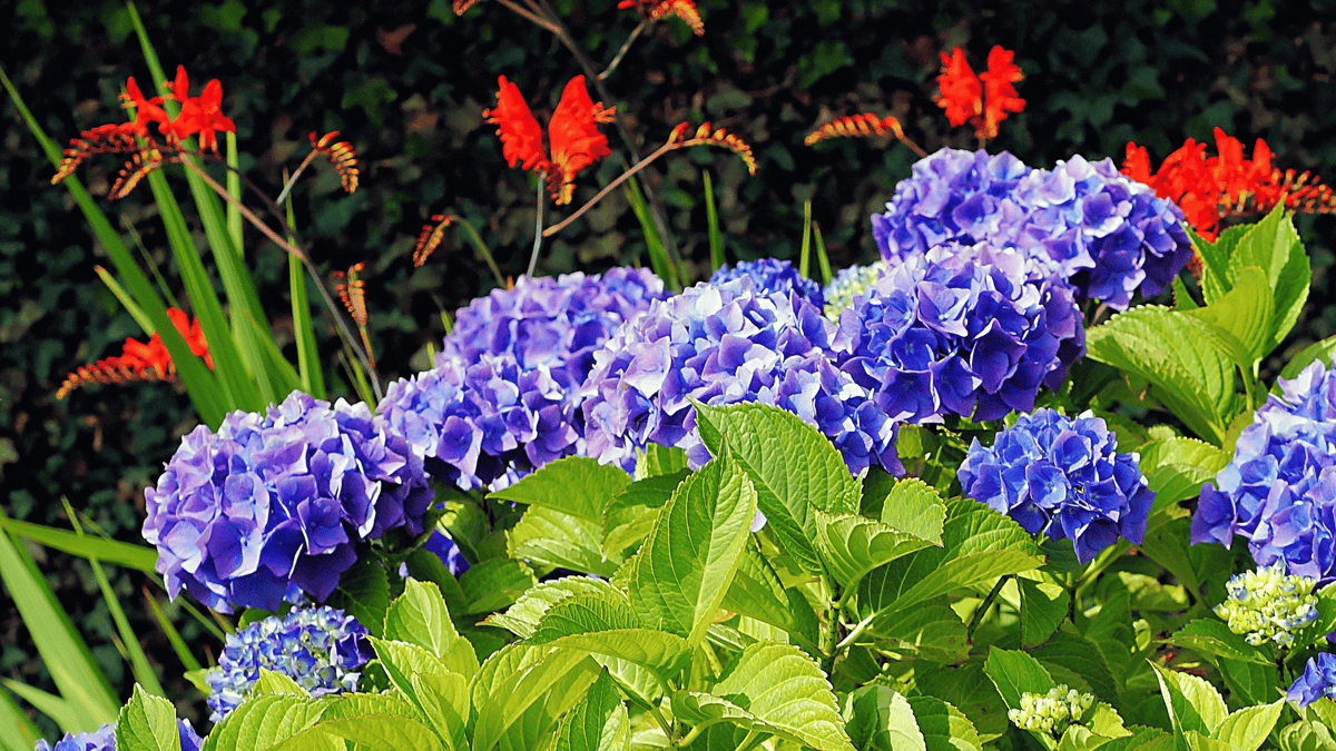 Hydrangea Companion Plants and Garden Design