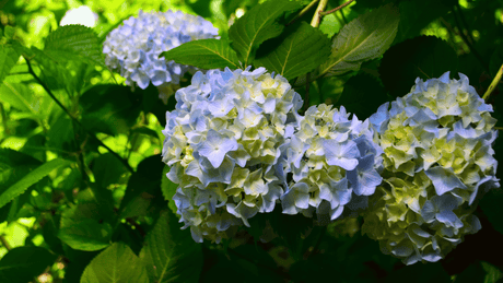 Hydrangeas in Shade: Best Types and How Much Light They Need
