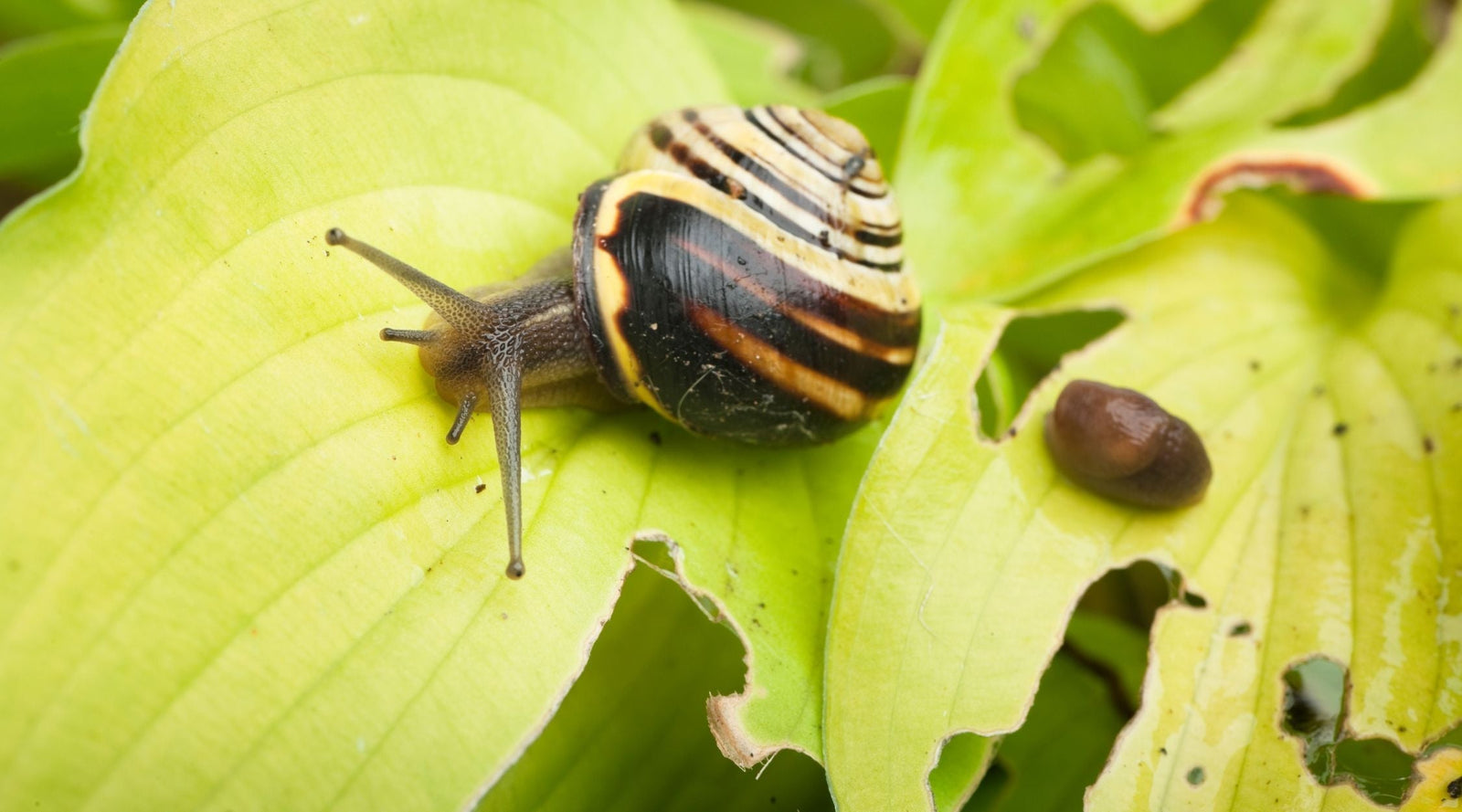 How to Protect Hostas from Slugs and Snails: 10 Methods That Work