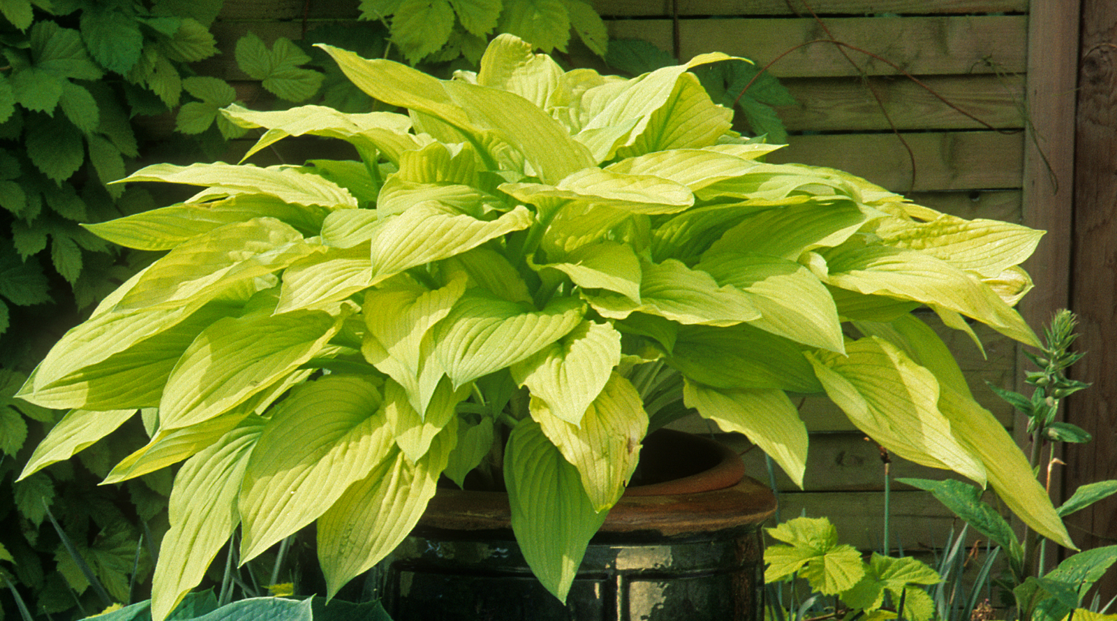 How to Grow Hostas in Pots and Containers: The Complete Guide