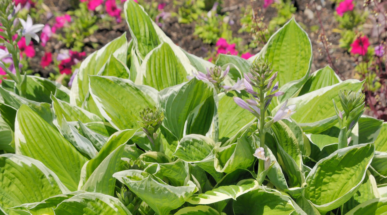 Can Hostas Grow in Sun? Which Varieties Tolerate More Light