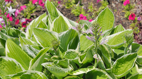 Can Hostas Grow in Sun? Which Varieties Tolerate More Light