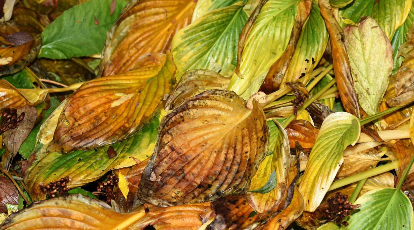 Why Are My Hosta Leaves Turning Yellow or Brown?