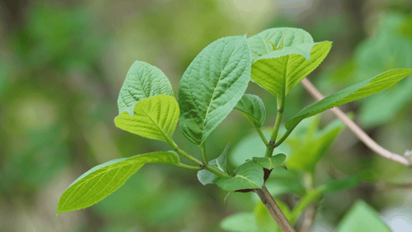Why Is My Hydrangea Not Flowering? Causes and Fixes