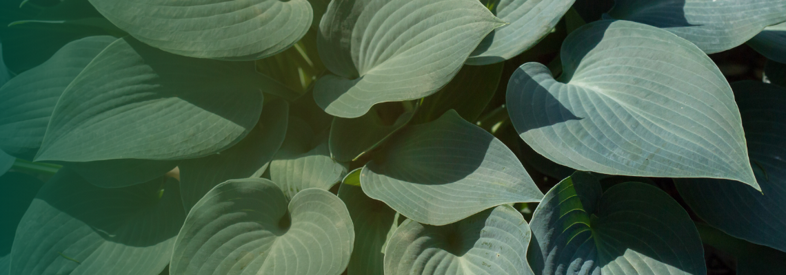 Blue-green hosta foliage forming broad clumps in a shaded garden.
