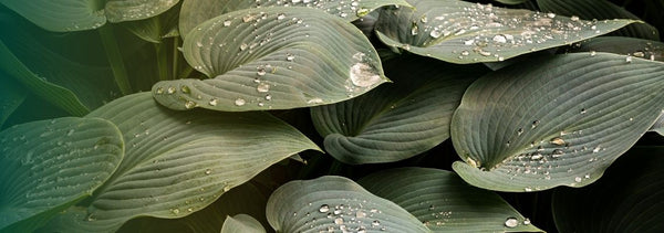 Hostas