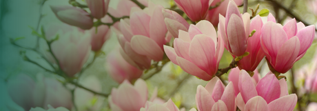 Magnolia