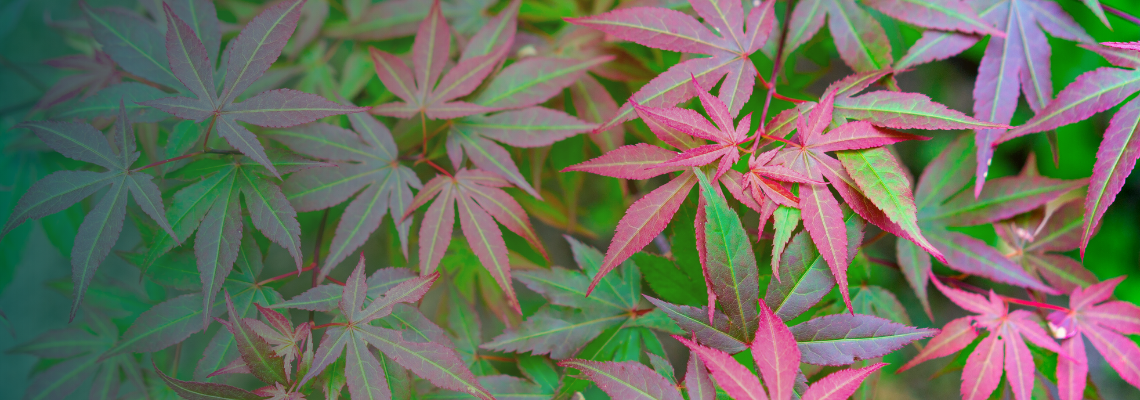 Japanese Maple
