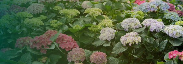 Hydrangea