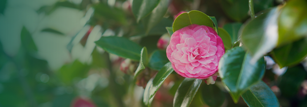 Camellia