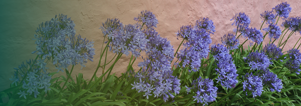 Agapanthus