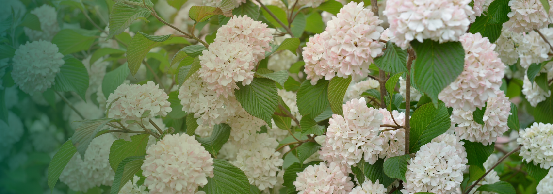 Viburnum