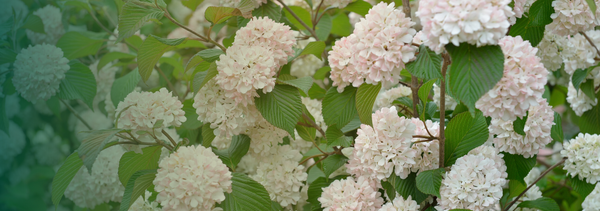 Viburnum