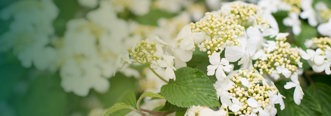 Doublefile viburnum with layered branches and flat white flower clusters.