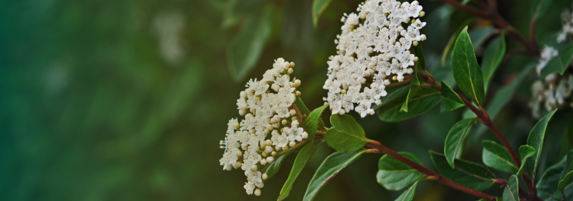 Evergreen viburnum foliage providing year-round garden structure.