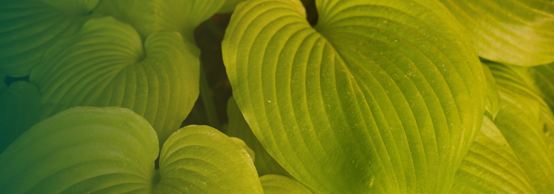 Gold and yellow hosta foliage brightening a shaded garden border.