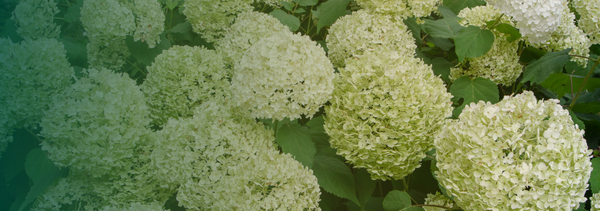 Hydrangea