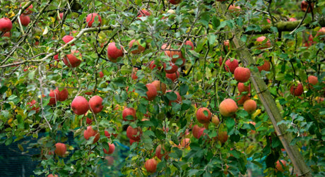 Apple trees growing in a garden, with ripe red apples hanging among green leaves.