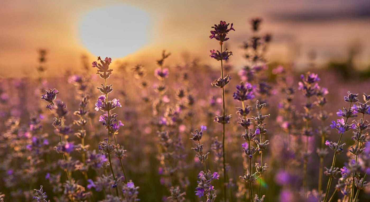 Mediterranean style planting with lavender in flower, lit by low evening sun, showing soft purple blooms and silvery green foliage.