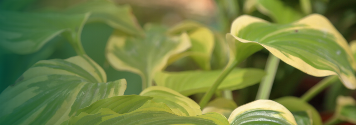 Small hostas forming compact foliage clumps in a shaded planting.