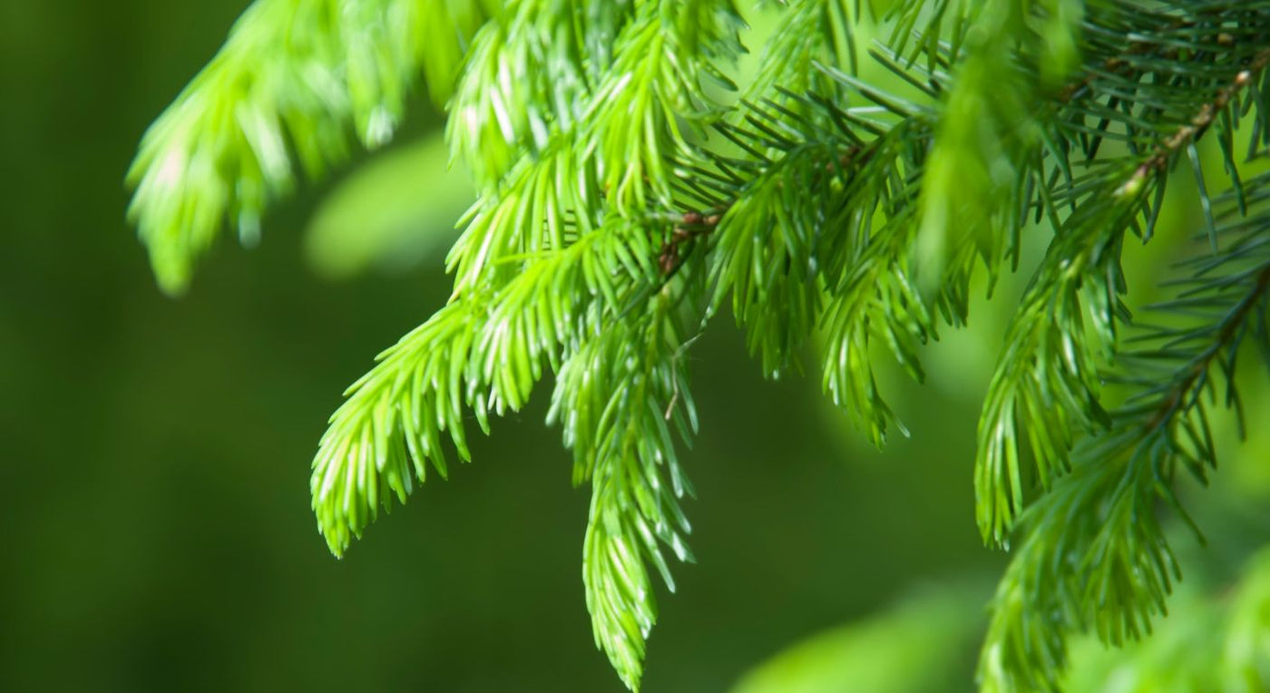 Young green conifer foliage with soft needles gently hanging on a branch.