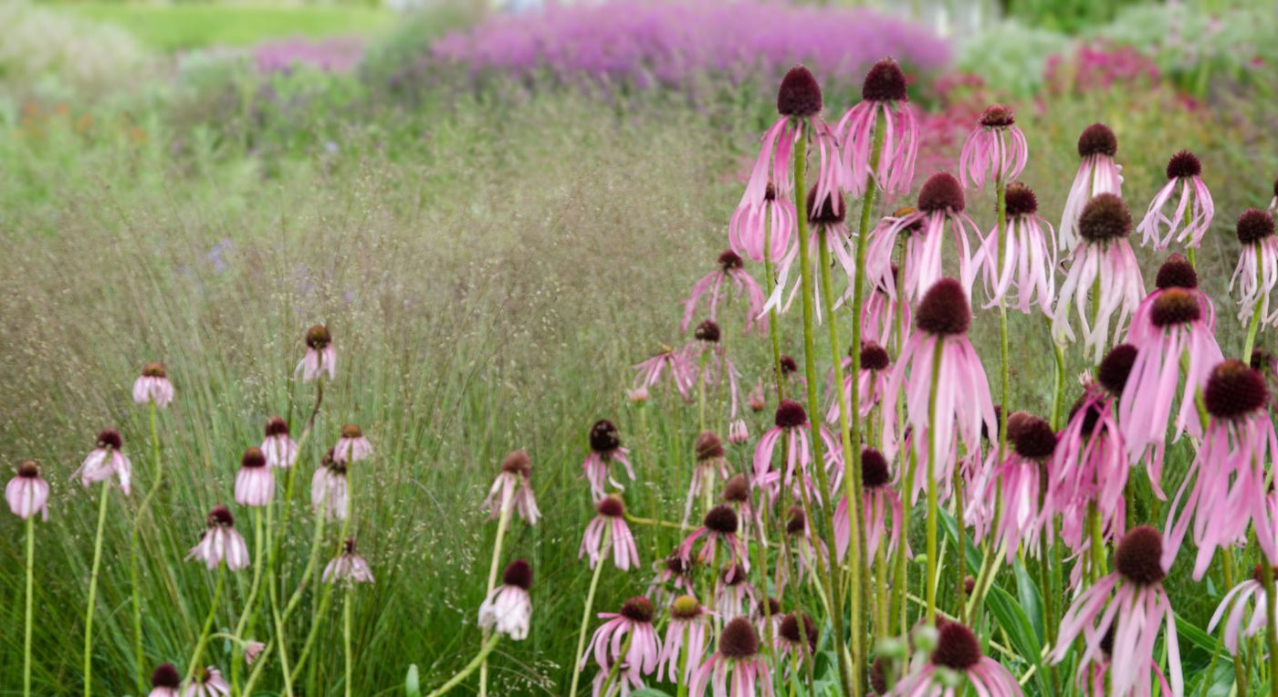 Prairie style planting with pink coneflowers rising through fine textured grasses, creating a soft, naturalistic garden scene.