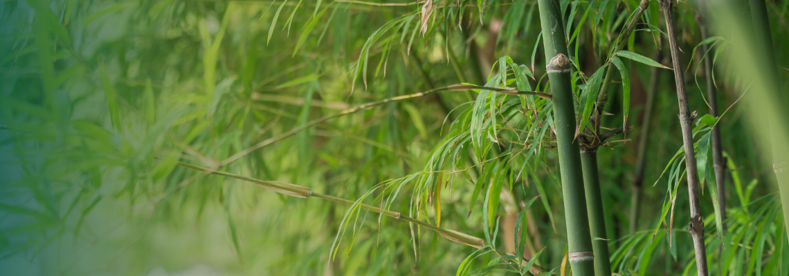 Bamboo