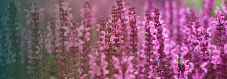 Salvia