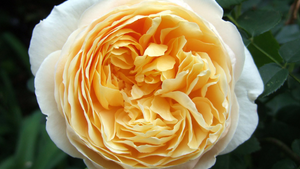 David Austin Roses