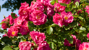 Bush Roses