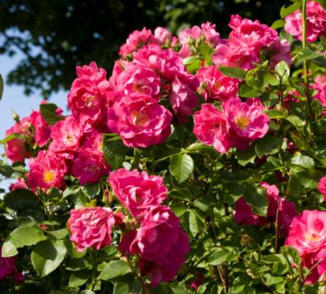 Bush roses flowering as compact shrubs in a garden border.