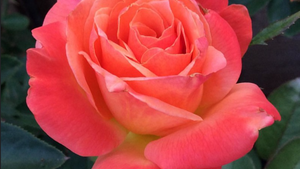 Patio Roses