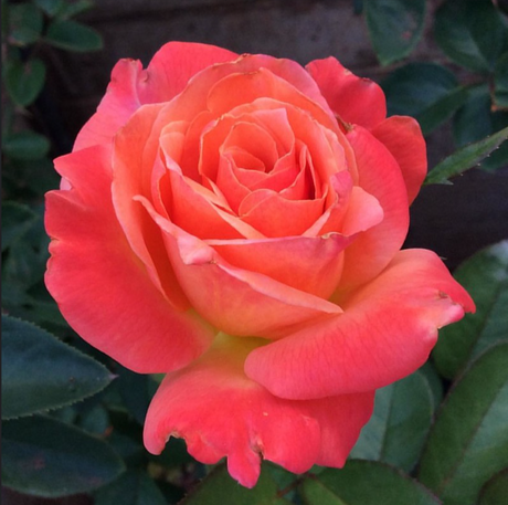 Compact patio roses flowering in a container or small garden setting.